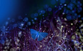 Картинка трава, ночь, боке, макро, Eleonora Di Primo, бабочка