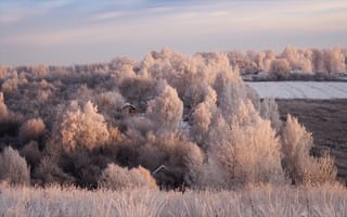 Картинка зима, поле, Богорянов Алексей, природа, пейзаж, иней, деревья, кусты, дом
