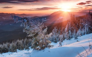 Картинка природа, пейзаж, закат, лучи, солнце, зима, горы, деревья, ели, снег