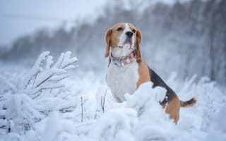 Обои животное, собака, пёс, ветки, природа, снег, поза, зима, бигль