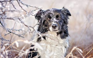 Картинка животное, снег, зима, ветки, пёс, бордер-колли, природа, собака