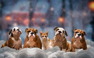 Картинка животные, снег, собаки, котёнок, бульдог, зима