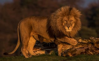 Картинка Лев, хищник, Lion