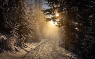 Обои Torsten Muehlbacher, свет, снег, лес, деревья, зима, природа, дорога, солнце, ели