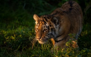 Картинка Тигр, трава, морда, взгляд, тигрёнок