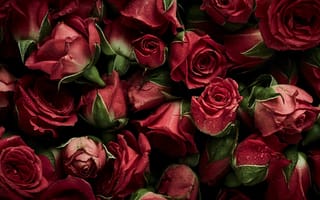 Обои цветы, roses, flowers, fresh, red, красные, бутоны, розы, natural