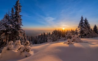 Картинка природа, деревья, снег, пейзаж, солнце, ели, зима, закат