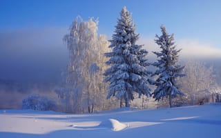 Картинка природа, иней, деревья, пейзаж, зима, снег, ели, сугроб, берёза