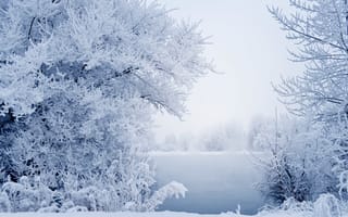 Картинка природа, зима, кусты, снег, деревья, пейзаж
