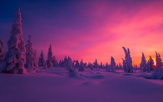 Картинка Зима, лес, снег, ёлки