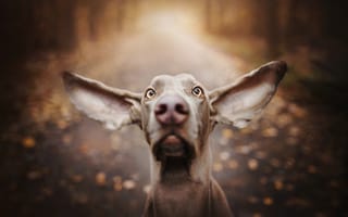Картинка Собака, морда, большие уши, глаза, нос