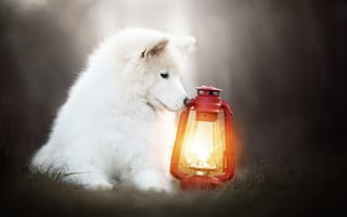 Картинка животное, пёс, самоед, фонарь, трава, собака