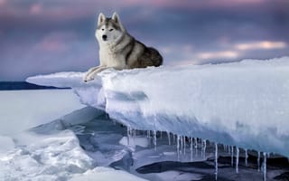 Картинка животное, сосульки, природа, зима, льдина, собака, пёс, лёд, снег, хаски