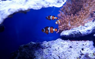Картинка nemo, клоун, рыба, под водой