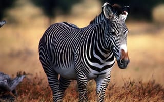 Обои Животные, зебра