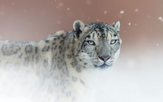 Картинка снежный барс, кошка, хищник