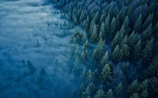 Картинка природа, туман, горы, Франция, Горы Юра, деревья, ели, лес