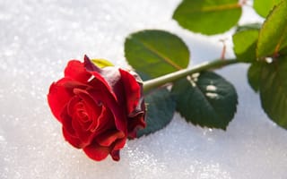 Картинка природа, роза, зима, цветок, снег