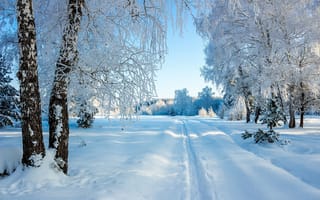 Картинка природа, снег, деревья, пейзаж, берёзы, дорожка, зима