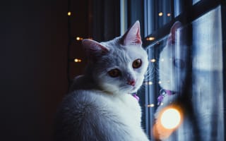Картинка животное, гирлянда, взгляд, кошка, лампочки, окно, кот