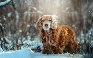 Картинка зима, пёс, трава, снег, собака, природа, кусты, спаниель, животное