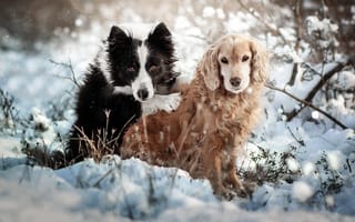 Картинка зима, природа, животные, собаки, спаниель, пара, снег, бордер-колли, кусты