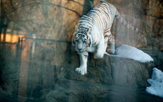Картинка Тигр, Белый, Животные