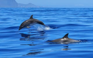 Картинка дельфины, горы, океан
