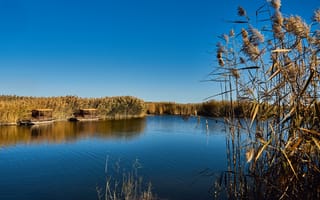 Картинка Трава, озеро, камыши, голубое небо