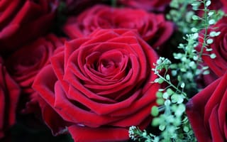 Картинка цветок, цветение, лепесток, Красная роза, Роза, Красный