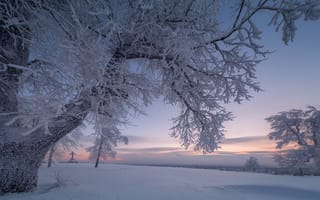 Картинка Андрей Чиж, Пермский край, зима, ветки, утро, пейзаж, снег, деревья, природа, рассвет