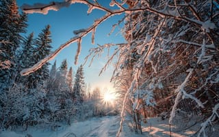 Картинка Андрей Чиж, лучи, лес, Пермский край, ветки, деревья, снег, зима, природа, дорога, солнце, пейзаж