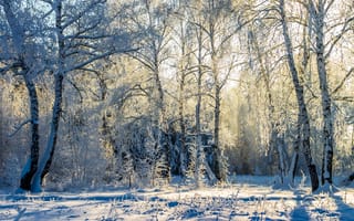 Картинка Руслан Востриков, Усмань, деревья, пейзаж, зима, заповедник, берёзы, снег, лес, природа