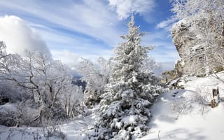 Картинка природа, деревья, снег, ели, пейзаж, зима