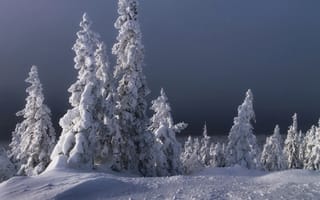Картинка Tanya Birjukova, ели, снег, деревья, вечер, природа, пейзаж, зима