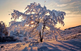 Картинка Качурин Алексей, пейзаж, иней, снег, зима, тени, природа, дерево, Урал, закат