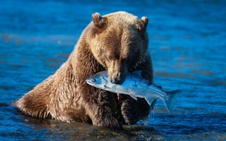 Обои животное, улов, белый, медведь, рыба, хищник, вода