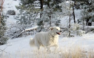Картинка животное, снег, бег, пёс, трава, собака, деревья, сосны, природа, зима