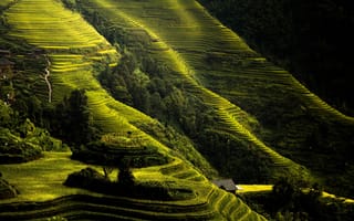Картинка Longji, Китай, рисовые террасы, склон, Гуйлинь, зеленый