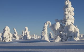Картинка Финляндия, деревья, тени, зима, ели, пейзаж, природа, Лапландия, снег