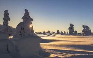 Обои Финляндия, Лапландия, лучи, снег, закат, солнце, природа, ели, тени, зима, пейзаж, деревья