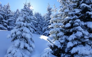Картинка природа, сугробы, ели, пейзаж, деревья, снег, зима