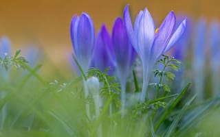 Картинка Фиолетовые, цветы, лепестки, зеленая, крокусы, трава
