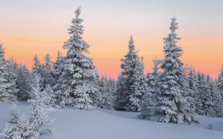 Картинка природа, деревья, закат, лес, снег, пейзаж, зима, ели