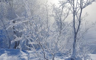 Картинка зима, природа, иней, тропинка, снег, дорожка, ветки, кусты
