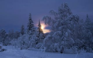 Картинка Шарапов Андрей, утро, деревья, снег, пейзаж, рассвет, солнце, природа, зима
