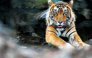 Обои животное, хищник, вода, камни, тигр, взгляд