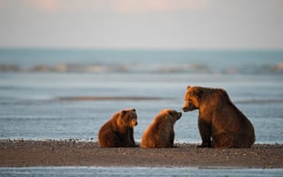 Картинка Аляска, детёныши, хищники, медведи, медвежата, залив, бурые, медведица, закат, океан, природа, три медведя, животные