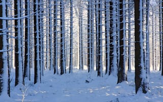 Картинка Лес, деревья, густой снег, зима