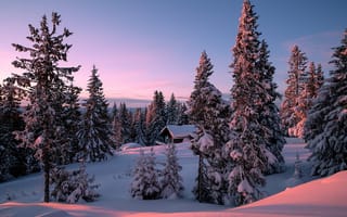 Картинка природа, холм, рассвет, Allan Pedersen, ели, пейзаж, утро, деревья, зима, дом